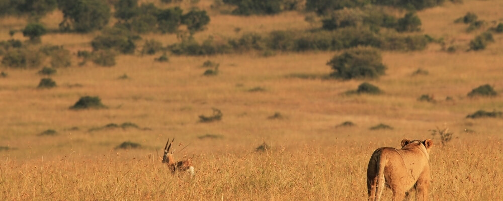 Cada día en África, una Gacela se despierta